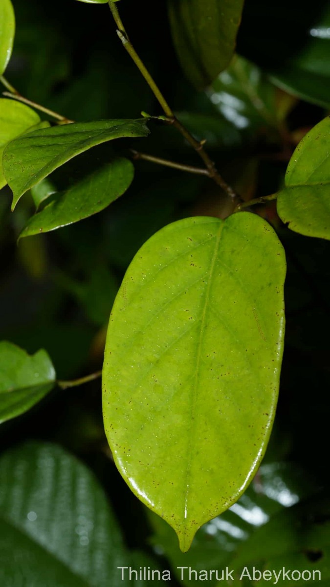 Shorea lissophylla Thwaites